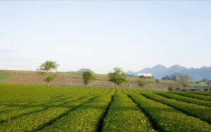 trekking nhe cho doanh nghiep 3.9